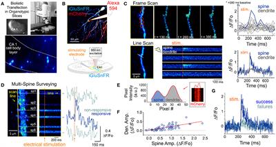 Parsing Out the Variability of Transmission at Central Synapses Using Optical Quantal Analysis